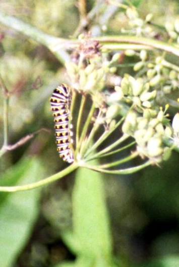 black and white caterpillar. Black Swallowtail Caterpillar